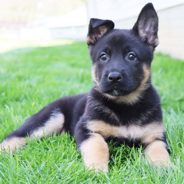 Regalo CUCCIOLI PASTORE TEDESCO   CUCCIOLI DI PASTORE TEDESCO SONO 3 FEMMINE E 2 MASCHIO   LE FOTO 