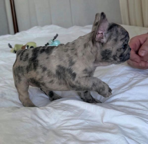 Regalo CUCCIOLI DI BULLDOG FRANCES   Disponibili cuccioli di Bulldog maschi e femmine   I nostri cu