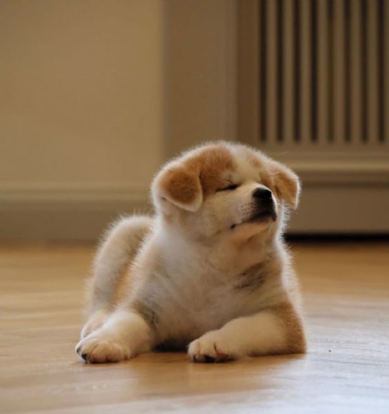 Regalo Akita Splendidi cuccioli   tutti vaccinatisverminatimicrochippati e con certificato contr