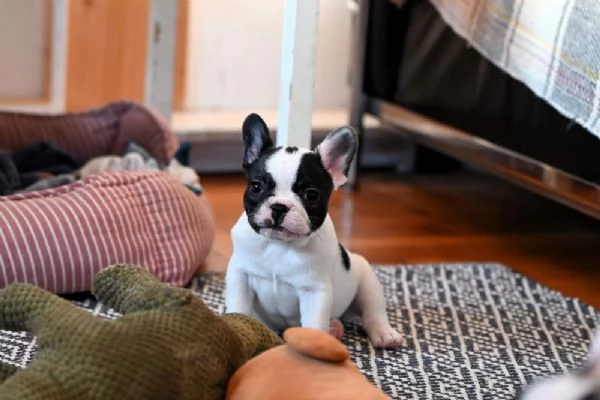BOULEDOGUE FRANCESE | Foto 1