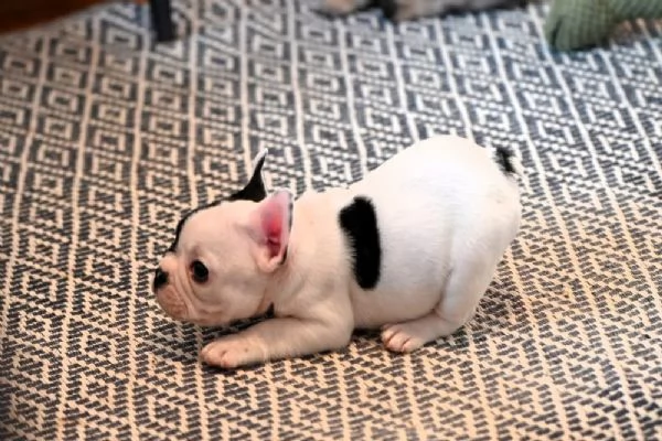 BOULEDOGUE FRANCESE | Foto 0