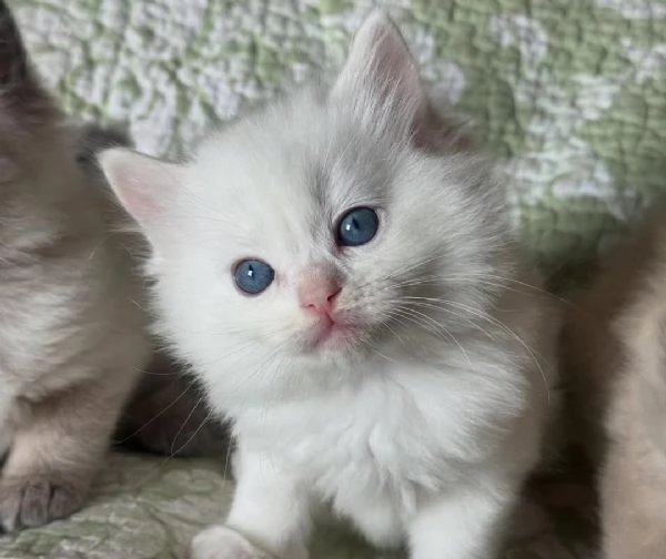 Adorabili gattini in cerca di una casa amorevole 