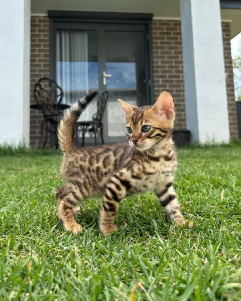 Gattini soffici in cerca di una casa per sempre  | Foto 1