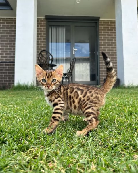 Gattini soffici in cerca di una casa per sempre  | Foto 0