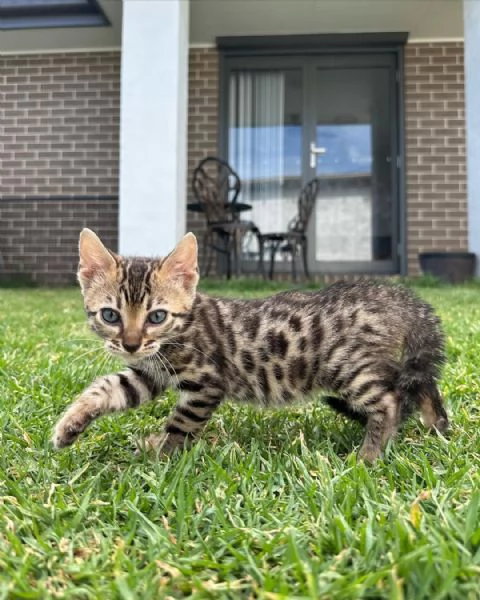 Gattini soffici in cerca di una casa per sempre 
