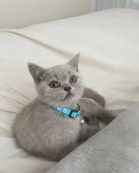 Gattini minuscoli  Tanto amore da dare 