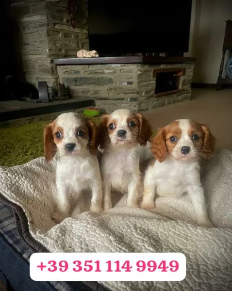 Regala un cucciolo di Cavalier King maschio e una femmina | Foto 2