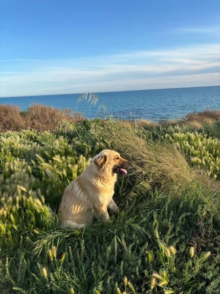 CERCHIAMO CASA PER DUE CUCCIOLONE