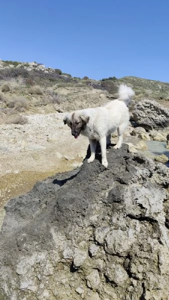 CERCHIAMO CASA PER DUE CUCCIOLONE | Foto 6
