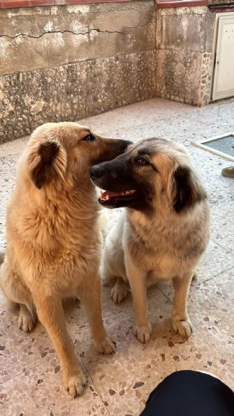 CERCHIAMO CASA PER DUE CUCCIOLONE | Foto 4
