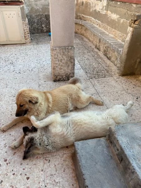 CERCHIAMO CASA PER DUE CUCCIOLONE | Foto 2