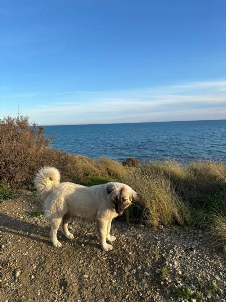 CERCHIAMO CASA PER DUE CUCCIOLONE | Foto 1