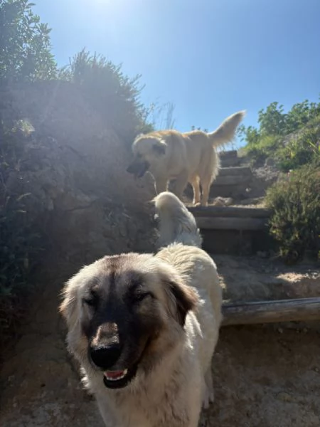 CERCHIAMO CASA PER DUE CUCCIOLONE | Foto 0