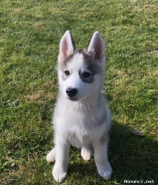 Bellissima femmina di Siberian Husky