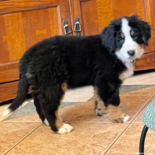 Cuccioli di Bovaro del Bernese