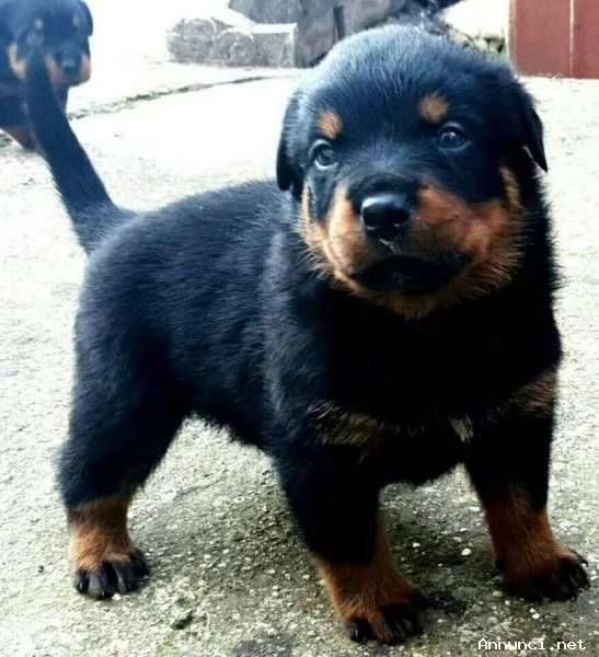 Cuccioli di rottweiler 