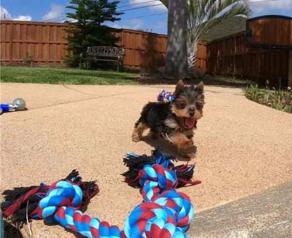 Cuccioli Yorkshire di taglia piccola