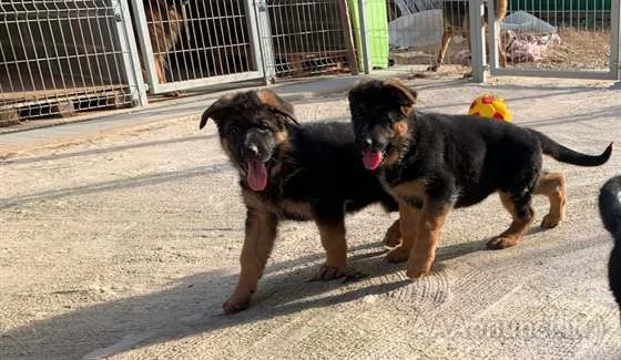 CUCCIOLI DI PASTORE TEDESCO  ROI