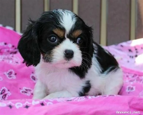 Cuccioli di Cavalier King Charles Spaniel