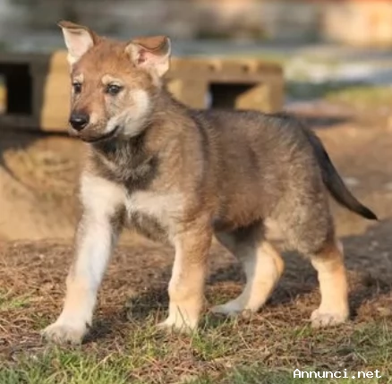 cuccioli cane lupo cecoslovacco con pedigree