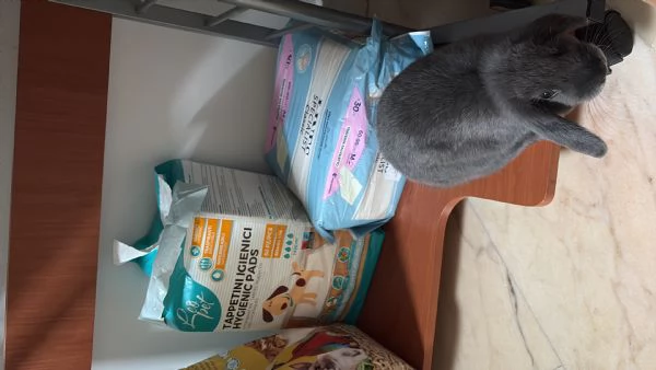 Coniglio nano ariete blu di vienna