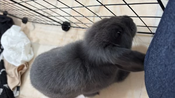 Coniglio nano ariete blu di vienna | Foto 2