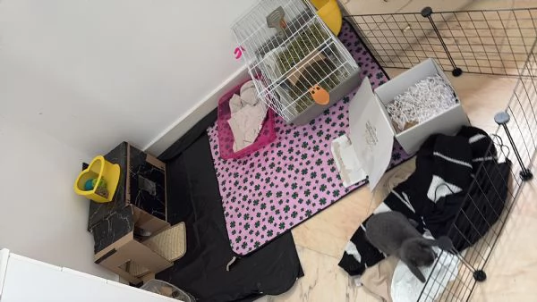 Coniglio nano ariete blu di vienna | Foto 1