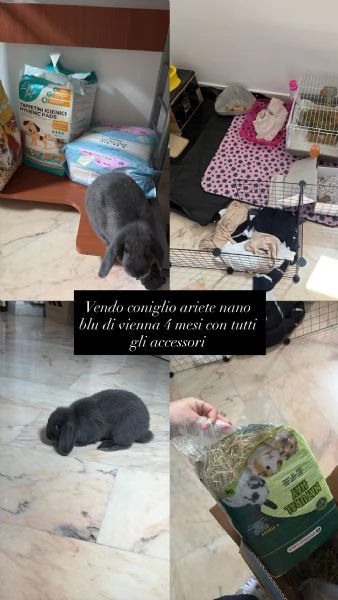 Coniglio nano ariete blu di vienna | Foto 0