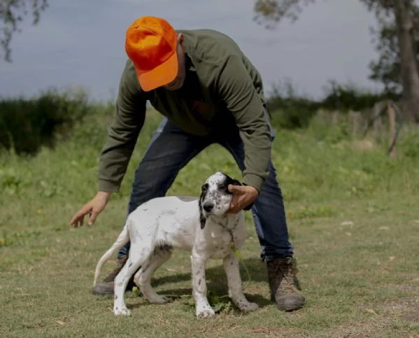 setter inglese cucciolo  natan