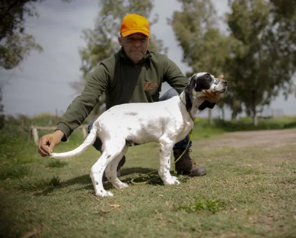 setter inglese cucciolo  natan | Foto 0