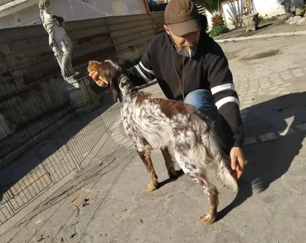 setter inglese adulto due anni