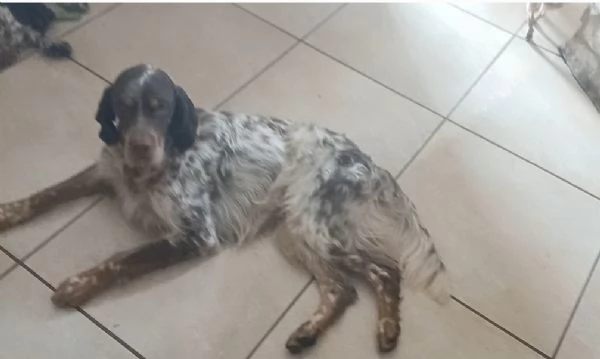 setter inglese adulto due anni | Foto 0