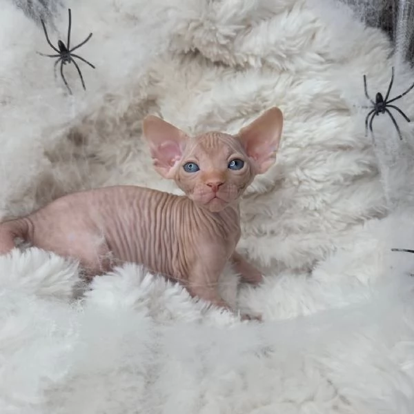 Title Gattini Dolcissimi 2 Mesi Cercano Casa  Milano e Prov