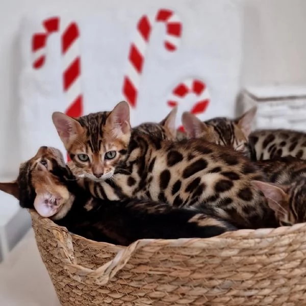 Adozione del Cuore Micini Neri PortaFortuna 