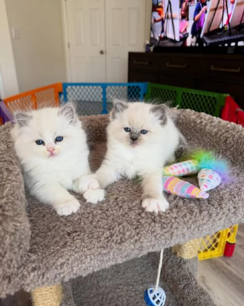 Ultimi 2 Gattini Bianchi e Grigi  Bologna