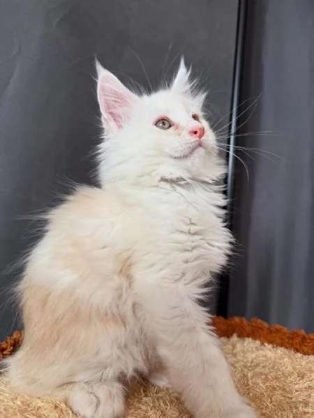  Gattini Tigrati Super Sociali  Firenze | Foto 0