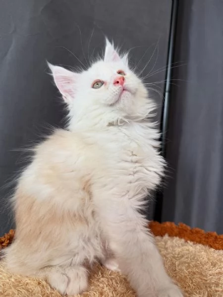  Gattini Tigrati Super Sociali  Firenze