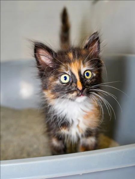  Piccoli Calico Cercano Famiglia per Sempre  Napoli | Foto 0