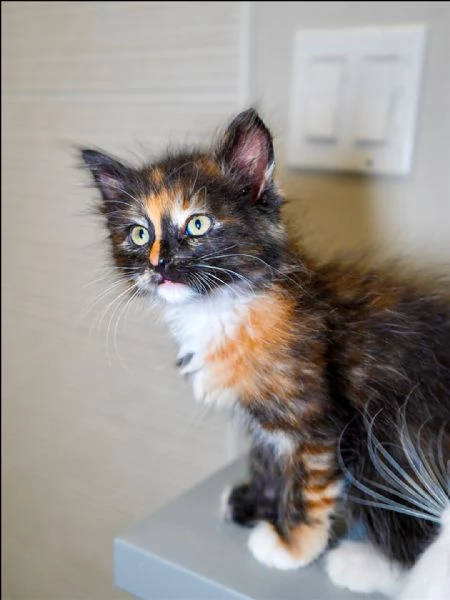  Piccoli Calico Cercano Famiglia per Sempre  Napoli