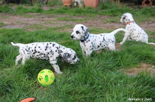 CUCCIOLI DALMATA CON PEDIGREE