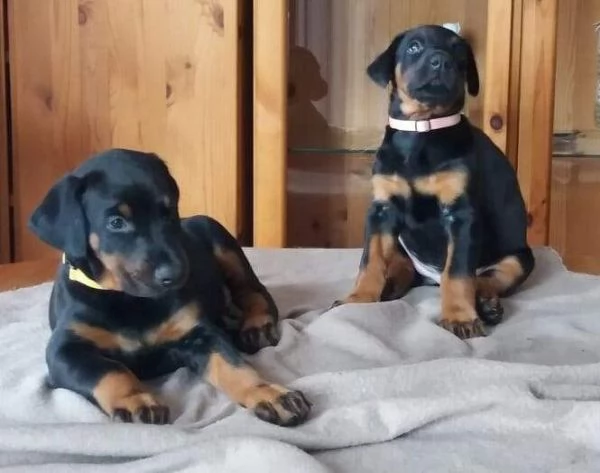 meravigliosa cucciola dobermann