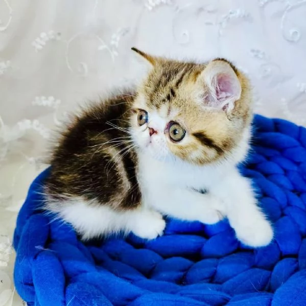 Adozione Urgente Gattini in Stallo  Verona