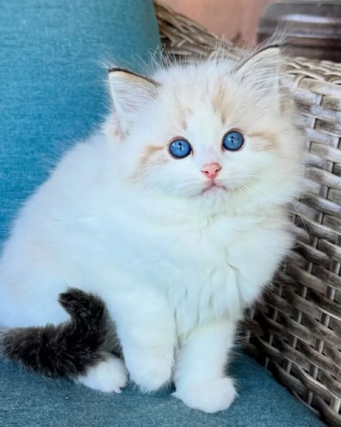  Batuffoli di 60 Giorni  Vaccinati  Bari