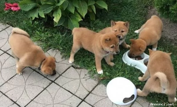 Cuccioli Shiba Inu ora disponibili