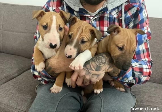 Splendidi cuccioli di Bull terrier