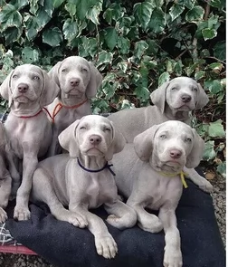 Splendidi cuccioli di Weimaraner