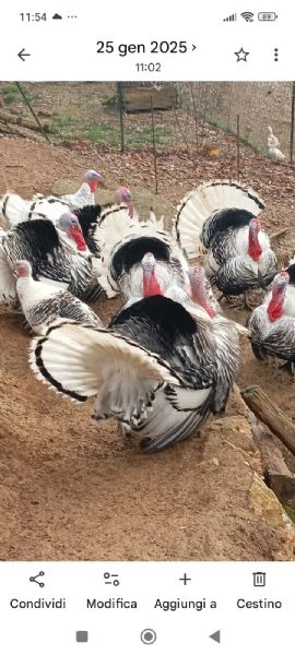 Coppia di tacchini ermellinati 