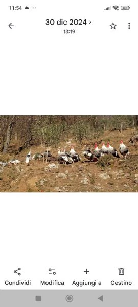 Coppia di tacchini ermellinati  | Foto 0