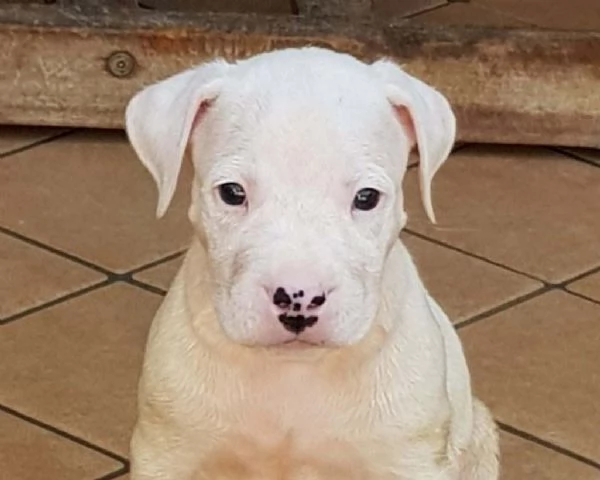 Disponibili cuccioli dogo argentino