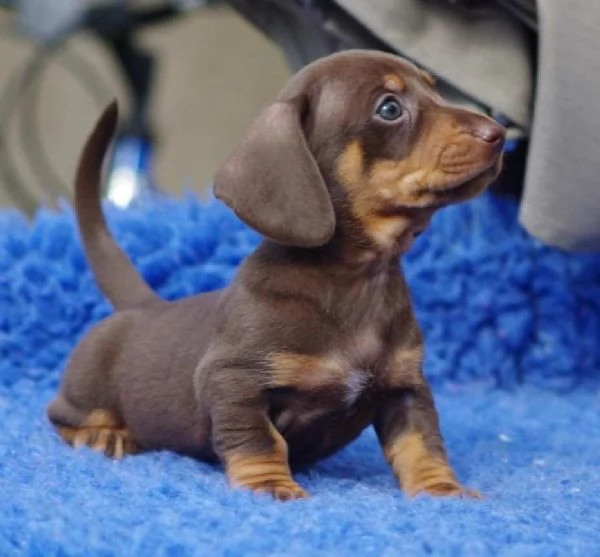 Cuccioli Bassotto Tedesco con Pedigreeigree